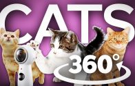 Vr 360 cute cats  – 360 vr cats – 360 vr kittens – 360 vr video kittens