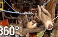 Rehabilitating Baby Sloths in Costa Rica – 360 | National Geographic