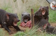 Tasmanian Devil Feeding Frenzy! – in VR180!