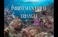 Dive into Indonesia Coral Triangle – 3D 360° Travel Experience