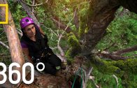 360° Climbing Giants | National Geographic