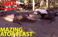 Extraordinary gator feeding frenzy in 360