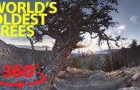 Step into an ancient forest in 360
