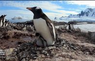 360 video: Go inside a penguin colony in Antarctica