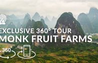 5K 360° VR Tour // Lakanto Monk Fruit Farms in Guilin China (2020)