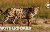 Brazil’s Disappearing Wild Jaguars (360°)