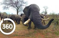 Elephants on the Brink | Racing Extinction (360 Video)