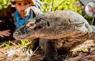 Face to Face with a Komodo Dragon! – in VR180!