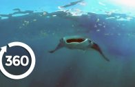 Mantas Flying on the Edge | Racing Extinction (360 Video)