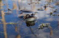 The Joy of Frogs:  a 360 film about the mating season