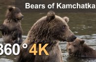 360°, Bears of Kamchatka. Kambalnaya River, 4K aerial video