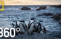 Endangered Penguins of South Africa – 360 | National Geographic