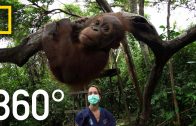 360° Orangutan School | National Geographic