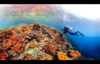Ocean: A 360-degree tour of the mysterious, magical corals of Palau | The Economist