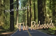 Tour Jaunt: The Redwoods 360 video