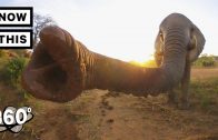 Visit a Baby Elephant Orphanage in Kenya | Unframed by Gear 360 | NowThis