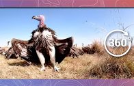 Vultures Feed on Wildebeest | Wildlife in 360 VR