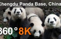 360°, Chengdu Panda Base, China, 8K aerial video