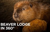 360° in the Beaver Lodge