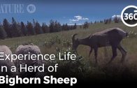 360 Video: Experience Life in a Herd of Bighorn Sheep