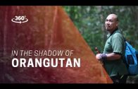 360 Video – In the Shadow of Orangutan