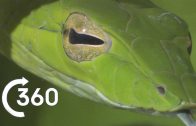Costa Rican Jungle 360° | Planet Earth II
