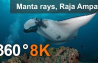 Diving with Manta Ray, Raja Ampat.  8K underwater 360 video