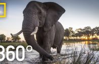 Elephant Encounter in 360 – Ep. 2 | The Okavango Experience