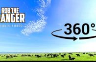 Experience Driving Inside The Buffalo Herd (360° VR)