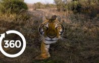 Experience the Elusive Tiger | Racing Extinction (360 Video)