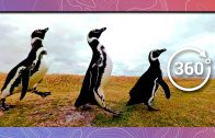 March of the Magellanic Penguins | Wildlife in 360 VR