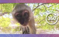 Monkey Business | Wildlife in 360 VR