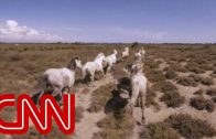 Running with France’s wild horses – 360 Video