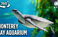 The Incredible Tech Inside California’s Most Famous Aquarium (360 Video)