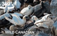 Thousands of Gannets Return to This Rock Ledge in Newfoundland (360 Video) | Wild Canadian Year
