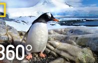 360° Antarctica – Journey Through The Ice | National Geographic