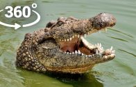 360° VR – Crocodile attacks You