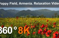 Poppy Field, Armenia. Relaxation video in 8K