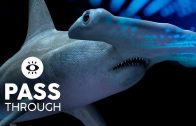 Hammerhead Sharks CGI animation VR180